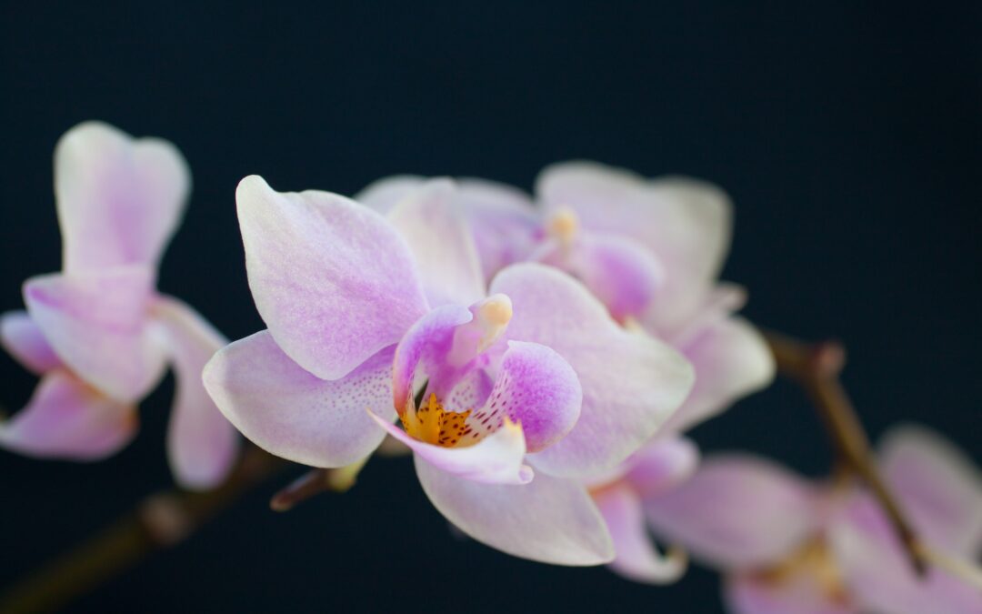 Immortalisez la petite faune et flore d’Annecy avec la photographie macro