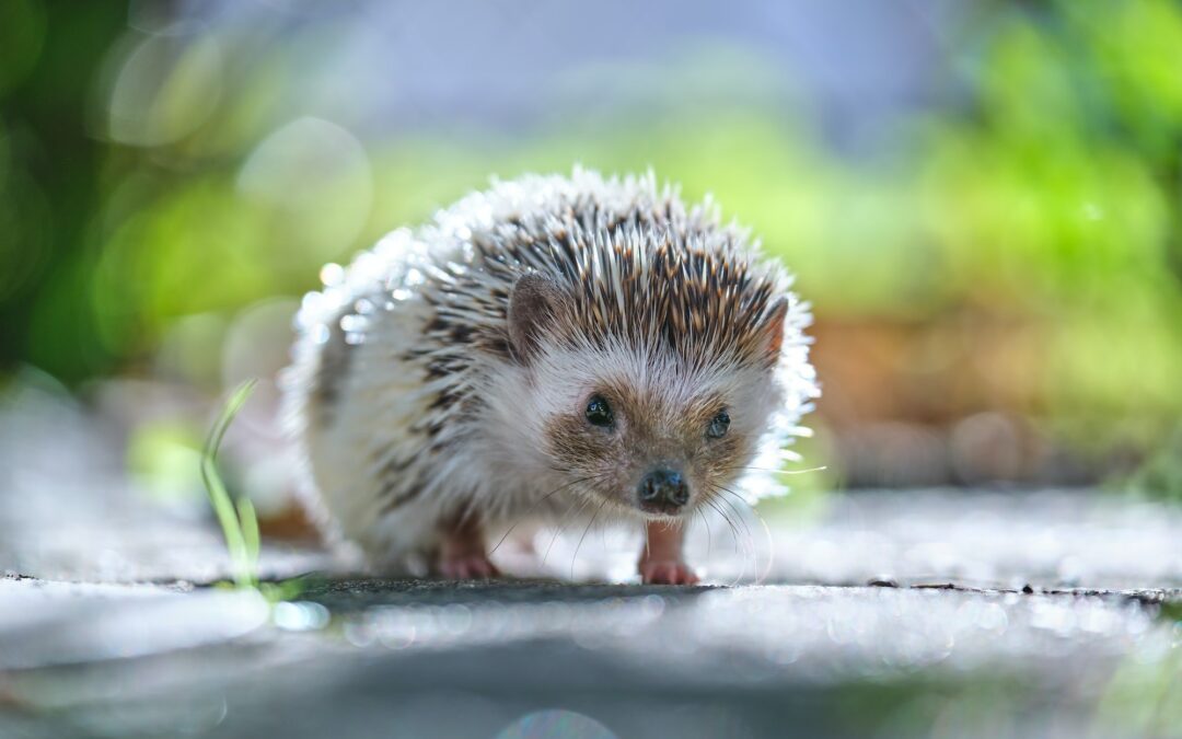 Voyagez à Annecy et découvrez les plus belles photos d’animaux