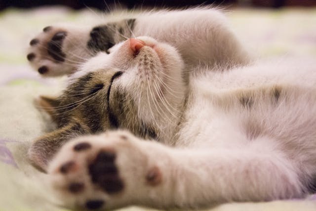 Pourquoi les chats ne peuvent-ils pas résister aux balles qui rebondissent ?
